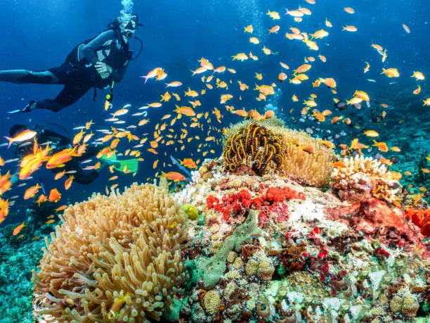 Scuba diving in Maldives