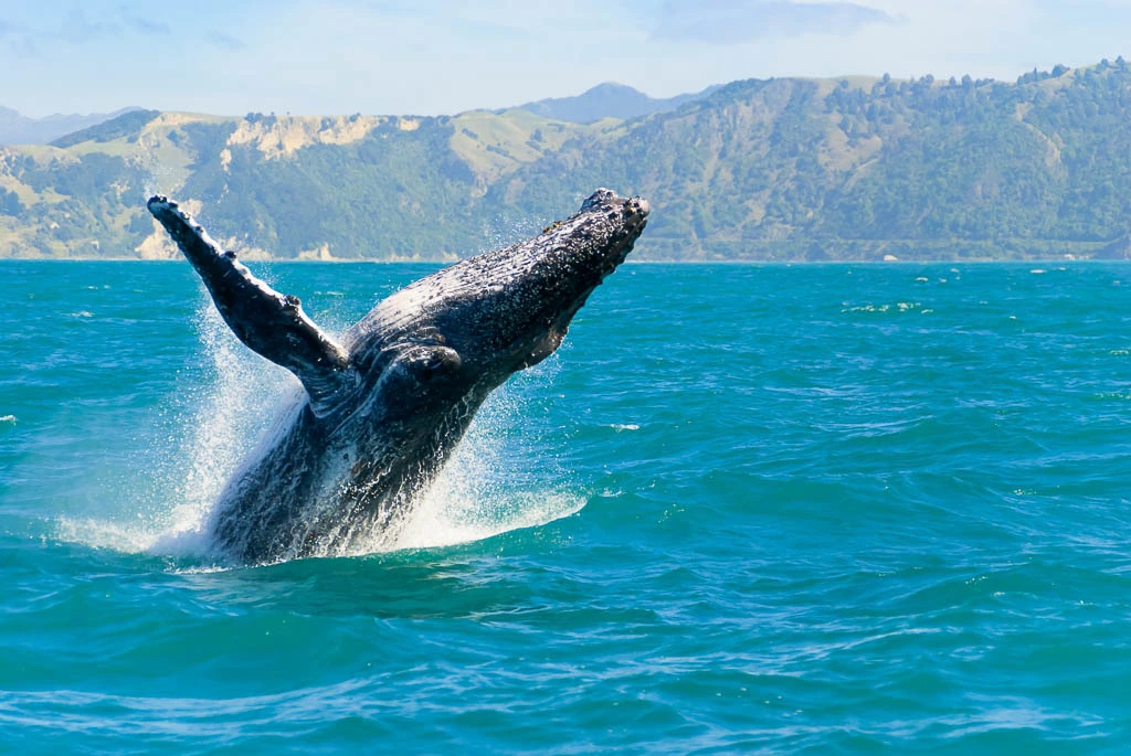 Kaikoura Island