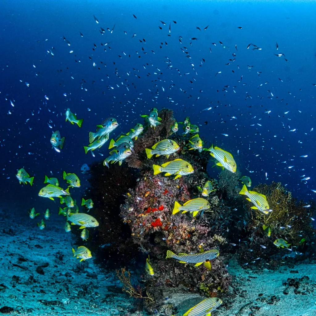 Scuba-Diving-in-New-Zealand