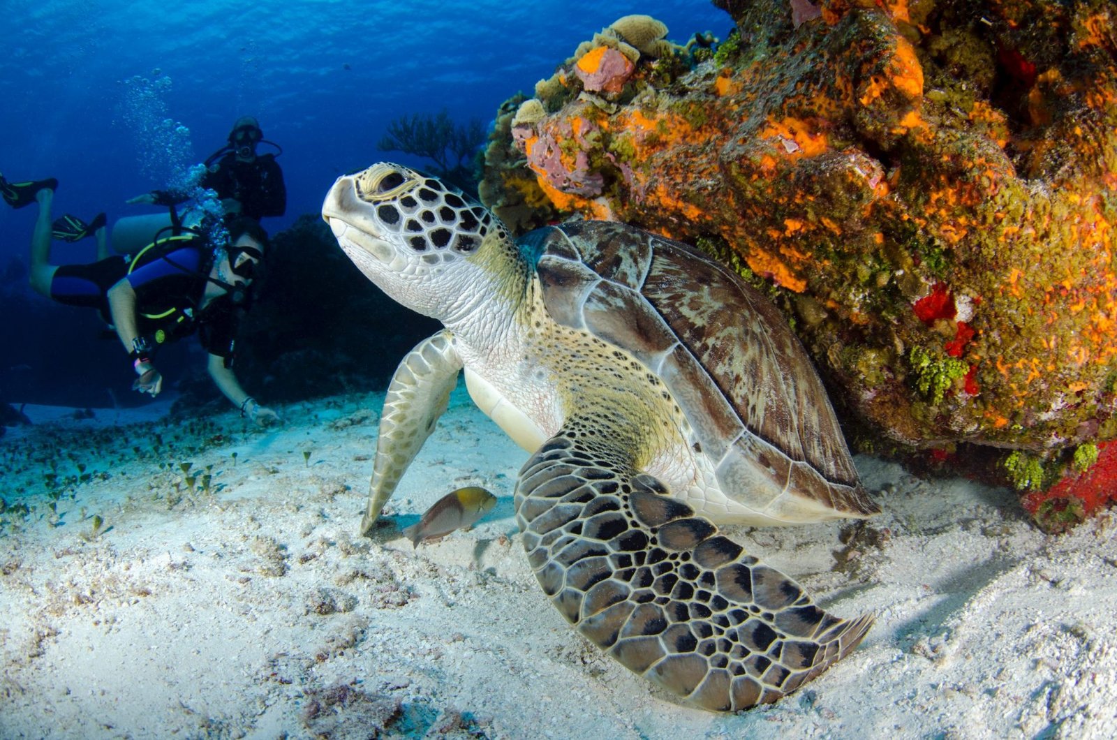 Scuba Diving places in Fiji