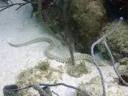 Garden Eel point