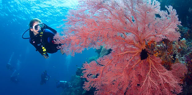 Diving in Sulawesi