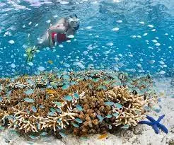 Wakatobi House of reef