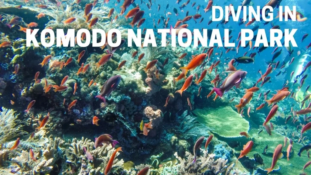 Diving in Kamodo Island