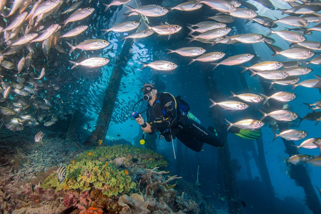 Sardine Reef