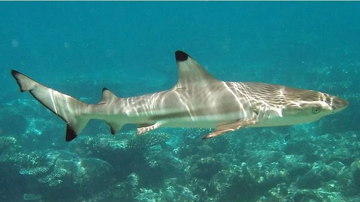 Diving in Gili Island